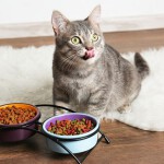 Kaip patogiai nusipirkti maisto katėms
